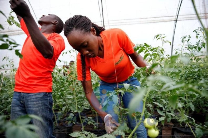 How-Two-Africans-Are-Helping-Farmers-in-Kenya-Using-Technology