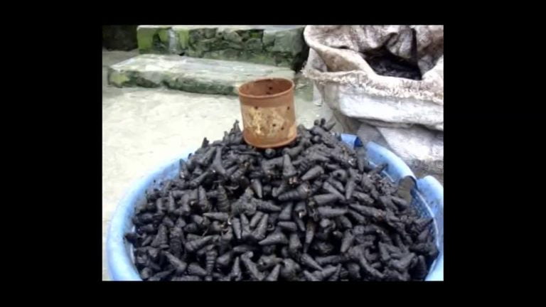Video-Voice-of-the-Niger-Delta-Woman